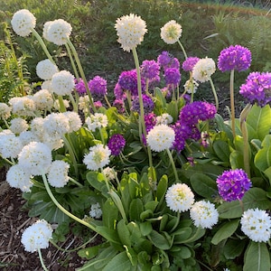 Primula Denticulata Ronsdorf-Hybrids Nepal Color Mix seed image 1