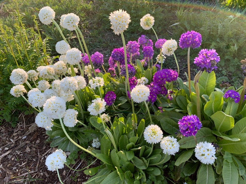 Primula Denticulata Ronsdorf-Hybrids Nepal Color Mix seed image 1