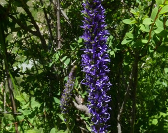 Veronica Porphyriana – Speedwell seed