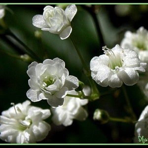 Babys Breath Gypsophila Elegan 200 Seeds Dried Flower Pressed -  Israel