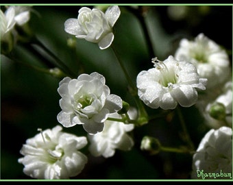 Gypsophilia - Baby's Breath White Seed