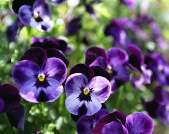 Viola cornuta - Admiration seed