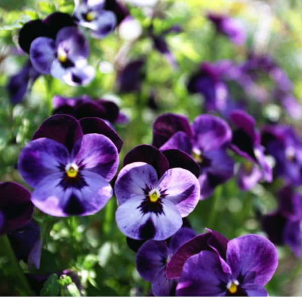 Viola cornuta - Admiration seed