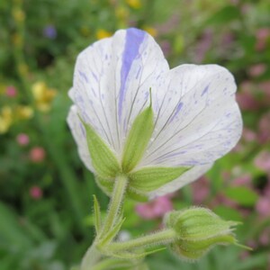 Geranium Pratense Striatum seed imagem 3