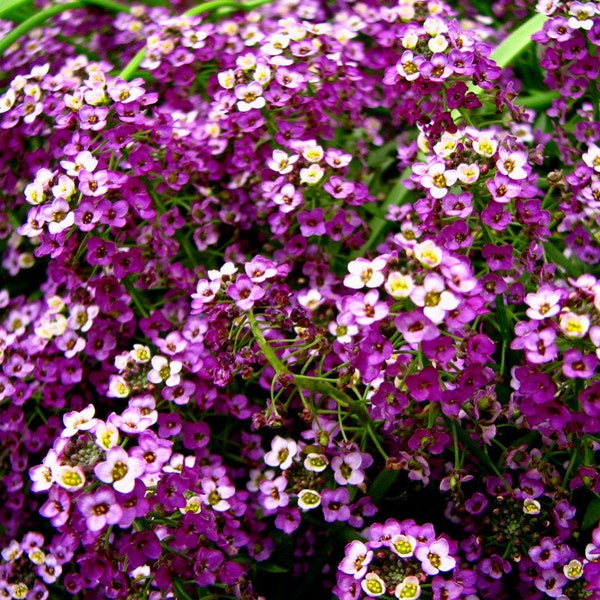 Alyssum Royal Carpet seed