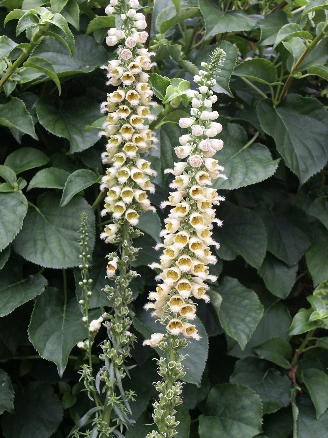 Digitalis Ferruginea Gigantea Rusty Foxglove seed only 75 Etsy