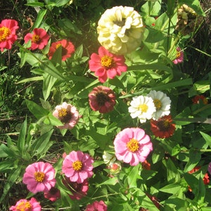 Zinnia Thumbelina Mix seed