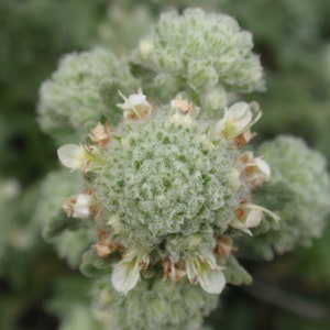 Teucrium polium seed