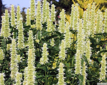 Agastache - Mexicana White Giant seed