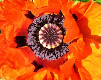 Poppy Papaver Somniferum - Summer Blaze mix seed