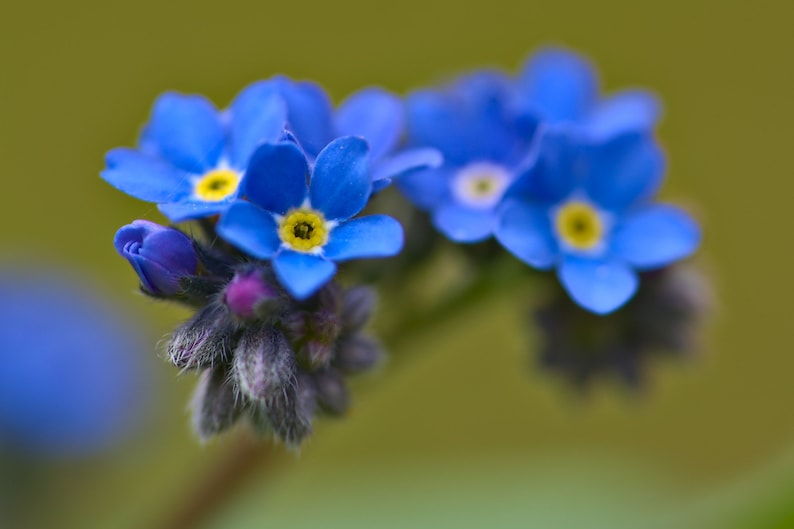 Myosotis Sylvatica Blue Forget me Not seed image 9