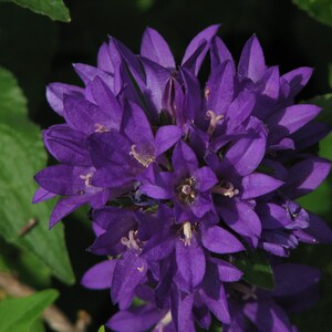 Campanula Glomerata Acaulis Cluster Bellflower seed image 2