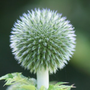 Echinops Bannaticus The Giant seed image 1