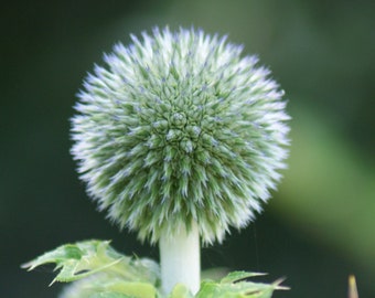 Echinops Bannaticus - The Giant seed