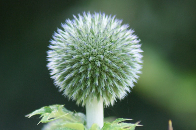 Echinops Bannaticus The Giant seed image 1