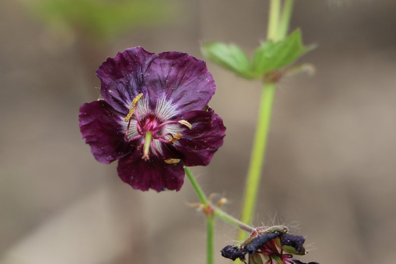 Geranium Phaeum seed image 3