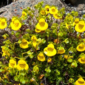 Calceolaria Biflora Goldcap seed image 2