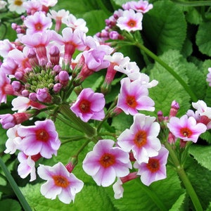 Primula Japonica Apple Blossom seed image 2