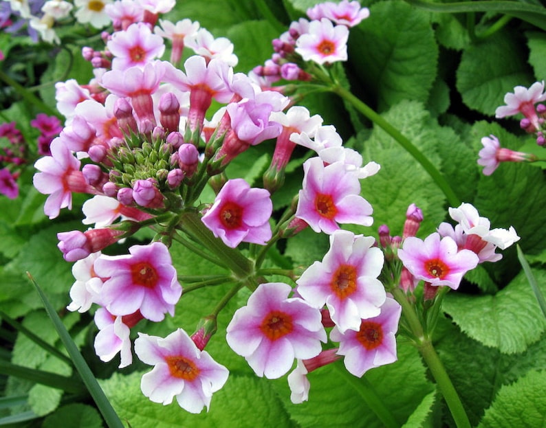 Primula Japonica Apple Blossom seed image 2