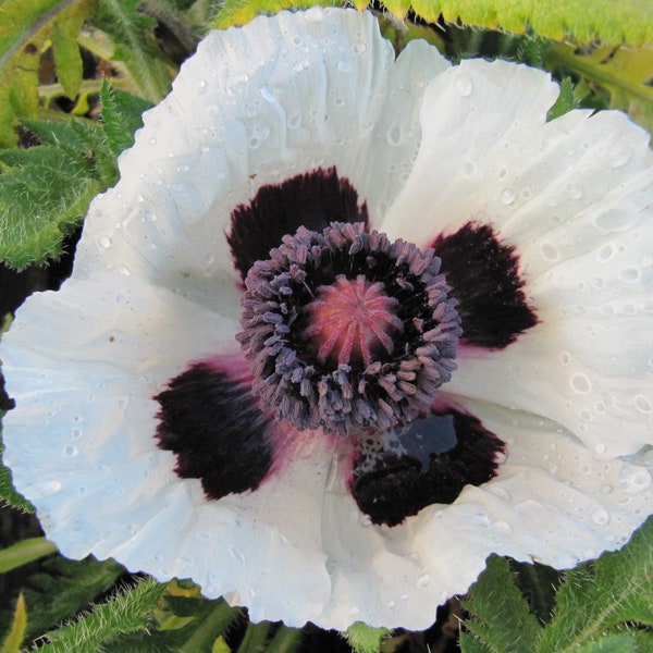 Poppy - Papaver Orientale - Royal Wedding seed