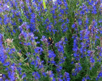 Hyssopus Officinalis - Hyssop  seed