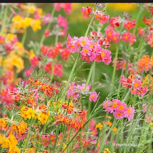 Primula Candelabra - Rainbow Mix seed