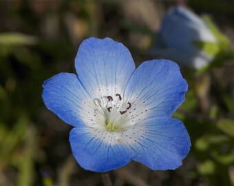 Nemophila Menziesii - Baby Blue Eyes Seed - Etsy