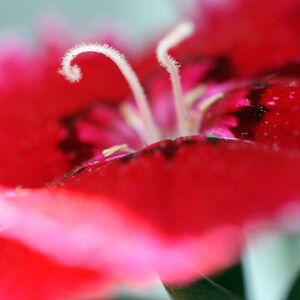 Dianthus Deltoides Confetti Deep Red seed image 2