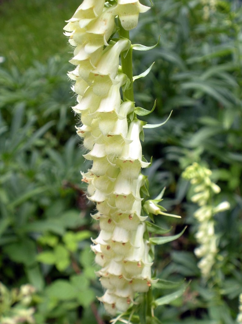 Digitalis Lutea Straw Foxglove Seed Only 75 Cents Shipping Etsy