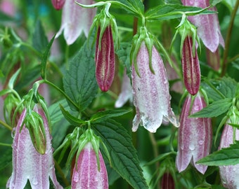 Campanula Punctata f. Rubriflora - Spotted Bellflower seed