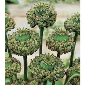 Poppy - Papaver Somniferum - Hens and Chickens seed