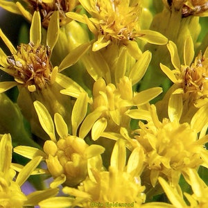 Solidago Ohioensis - Ohio Goldenrod seed