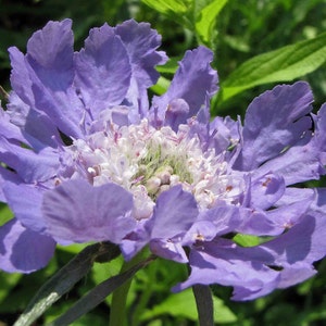 Lomelosia 'Blue Mound' seed