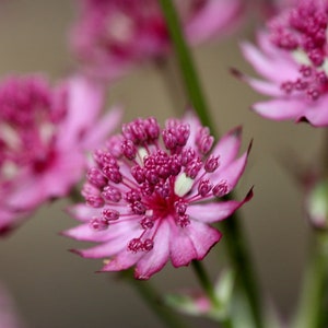 Astrantia Major Hybrid Primadonna seed image 1