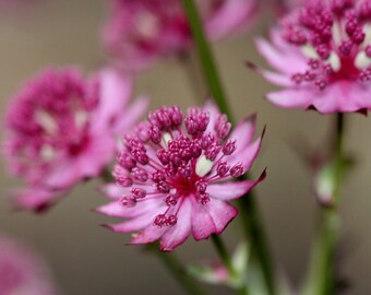 Astrantia Major Hybrid - Primadonna seed