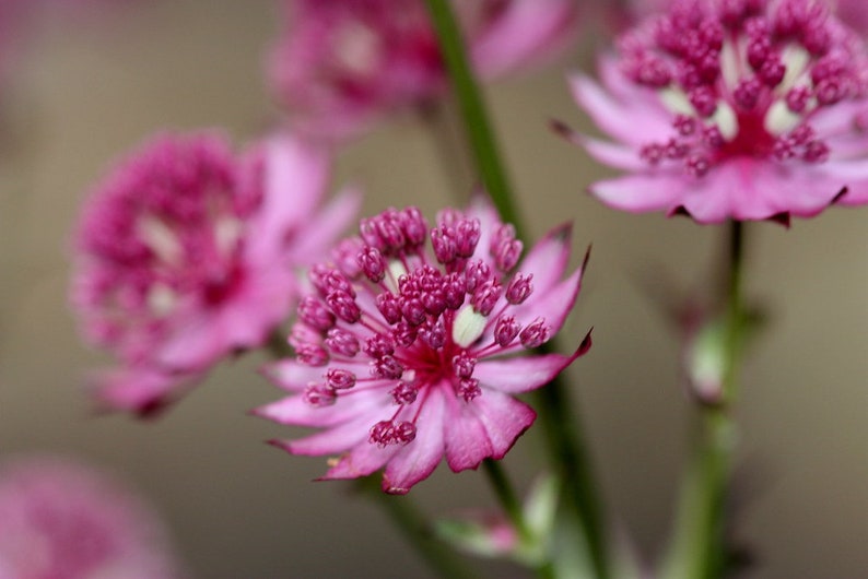 Astrantia Major Hybrid Primadonna seed image 1