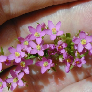 Centaurium Erythraea Common Centaury seed Bild 3