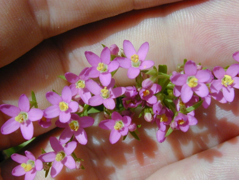 Centaurium Erythraea Common Centaury seed Bild 3