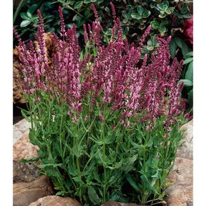 Salvia Nemorosa - Rosakönigin seed