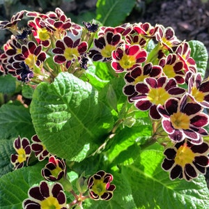 Primula Vulgaris Victorian Silver Lace seed image 2