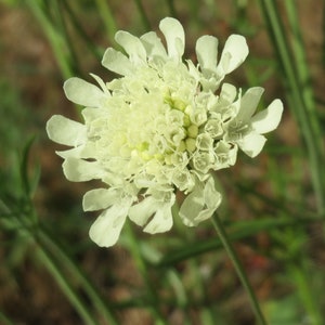Scabiosa Ochroleuca Cream Pincushion seed image 2
