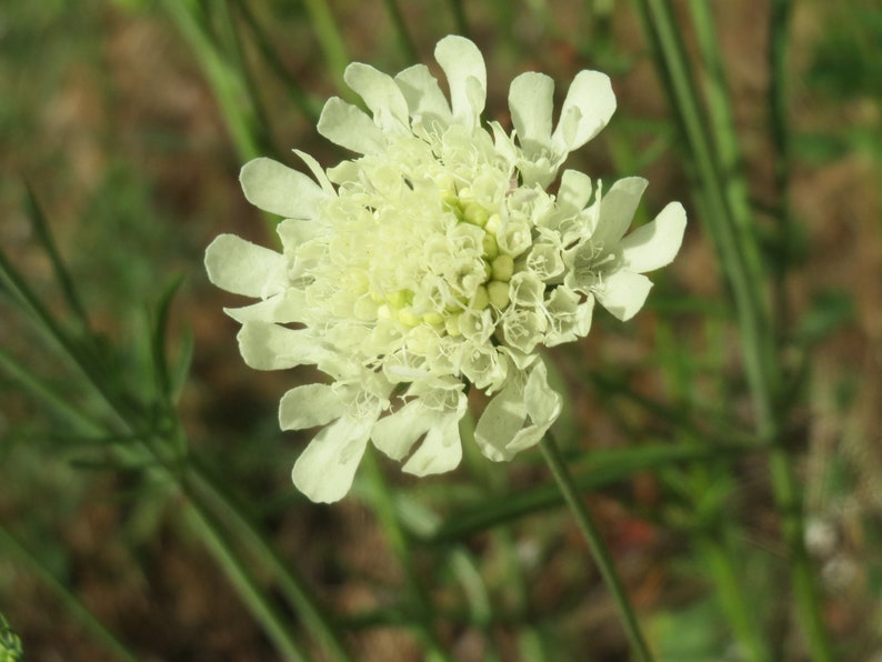 Scabiosa Ochroleuca Cream Pincushion seed image 2