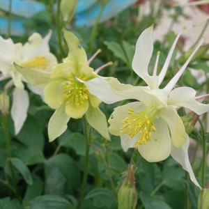 Aquilegia Caerulea - White Star seed