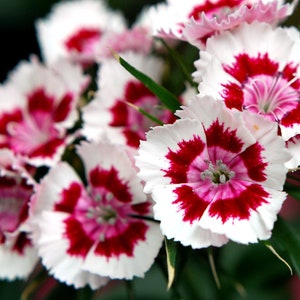 Dianthus Barbatus - Sweet William Single Mix seed