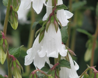 Campanula Alliarifolia - Ivory Bells seed