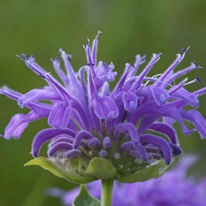 Monarda media - Purple Bergamot seed