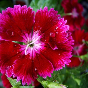 Dianthus Barbatus - Oeschberg seed