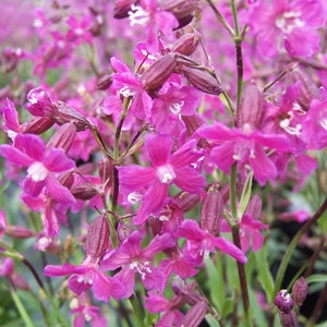 Lychnis Viscaria Sticky Catchfly seed image 3