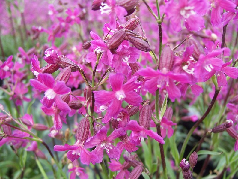 Lychnis Viscaria Sticky Catchfly seed image 3