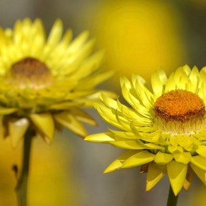 Helichrysum Bracteatum Strawflower Mix seed image 3